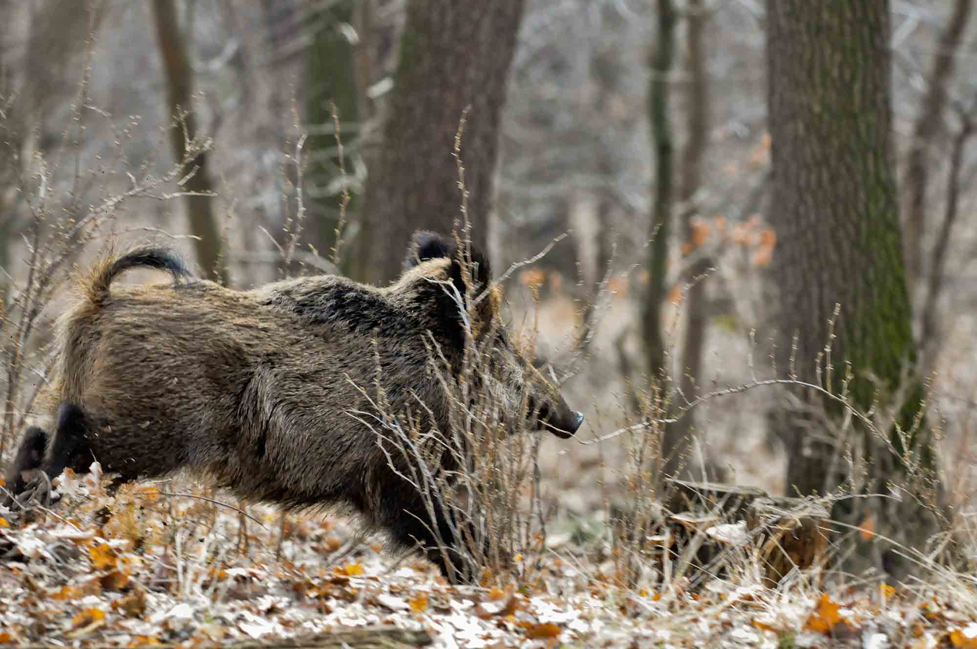 AVVISO ISCRIZIONE SQUADRE E ASSEGNAZIONE ZONE DI CACCIA AL CINGHIALE STAGIONE VENATORIA 2025/2026