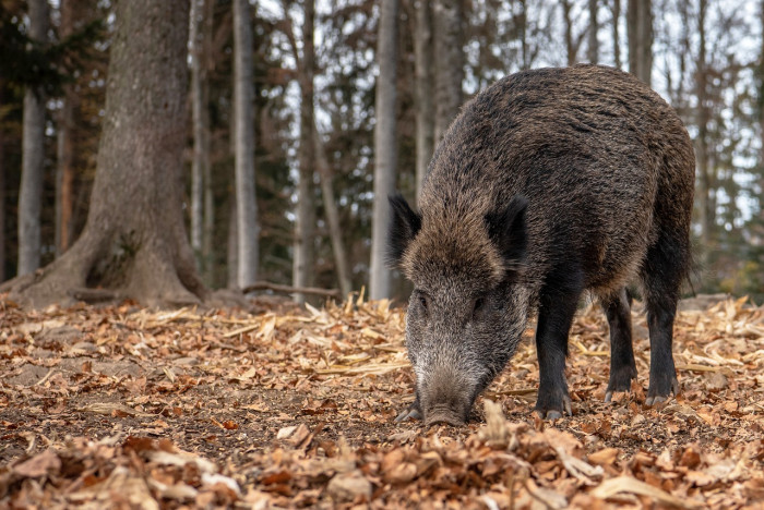 Caccia al cinghiale a singolo nelle aree non vocate s.v.
2025/2026