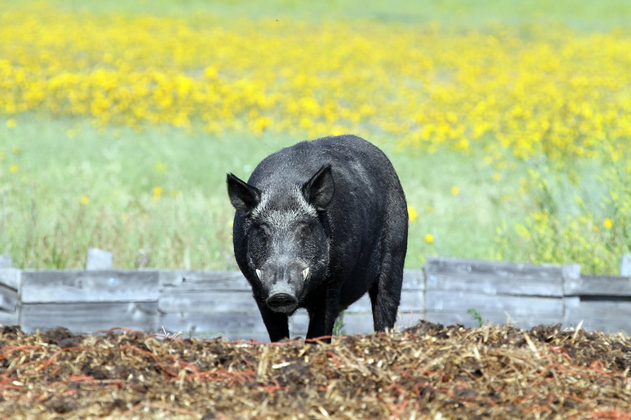 Caccia al cinghiale a singolo nelle aree non vocate s.v. 2024/2025